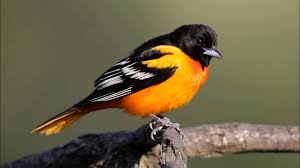 oriole 2