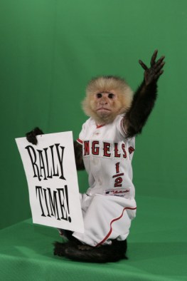 rally monkey.jpg